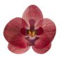 Dekora Syötävät Vohvelikukat - Viininpunainen Orkidea, 10kpl