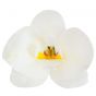 Dekora Syötävät Vohvelikukat - Valkoinen Orkidea, 10kpl