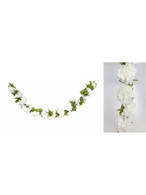  Kukkaköynnös, Hortensia -Valkoinen, 2,2M