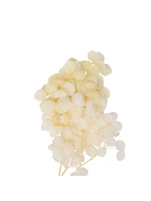 Minikukat, Hortensia - Valkoinen, 3kpl