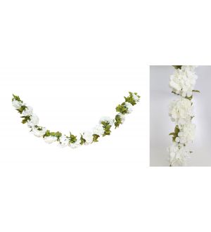  Kukkaköynnös, Hortensia -Valkoinen, 2,2M