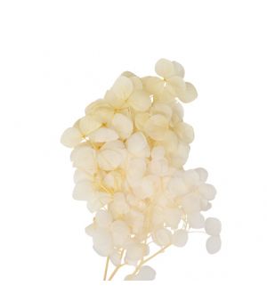  Minikukat, Kuivatut hortensiat - Luonnonvalkoinen, 7cmx8cm