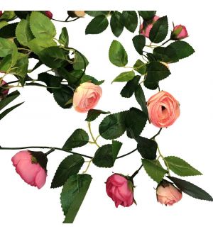  Ruusuköynnös - Pierre De Ronsard, 2,3m